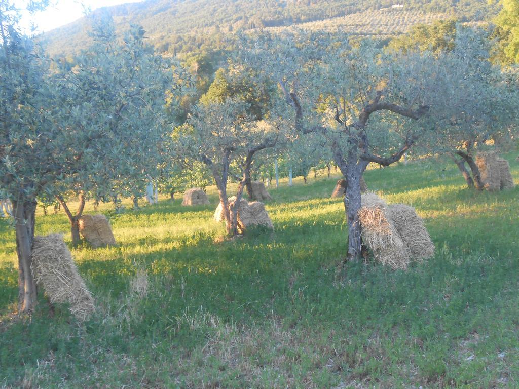 B&B Il Sentiero Di Assisi Exteriör bild